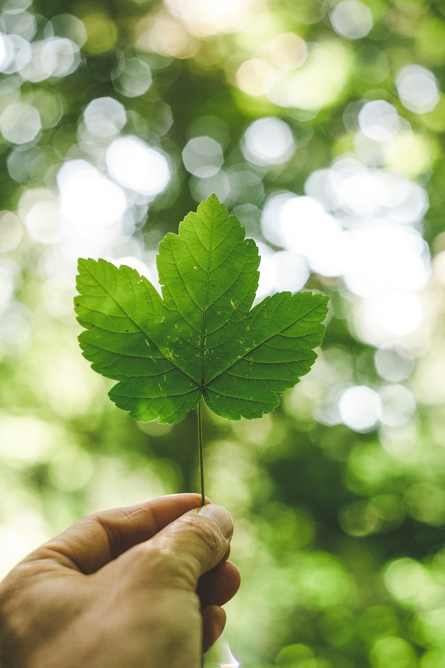 person holding a green leaf in a forest